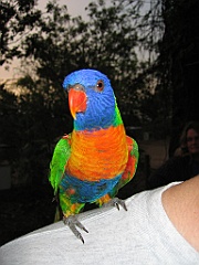 CairnsTC161 Granite Gorge